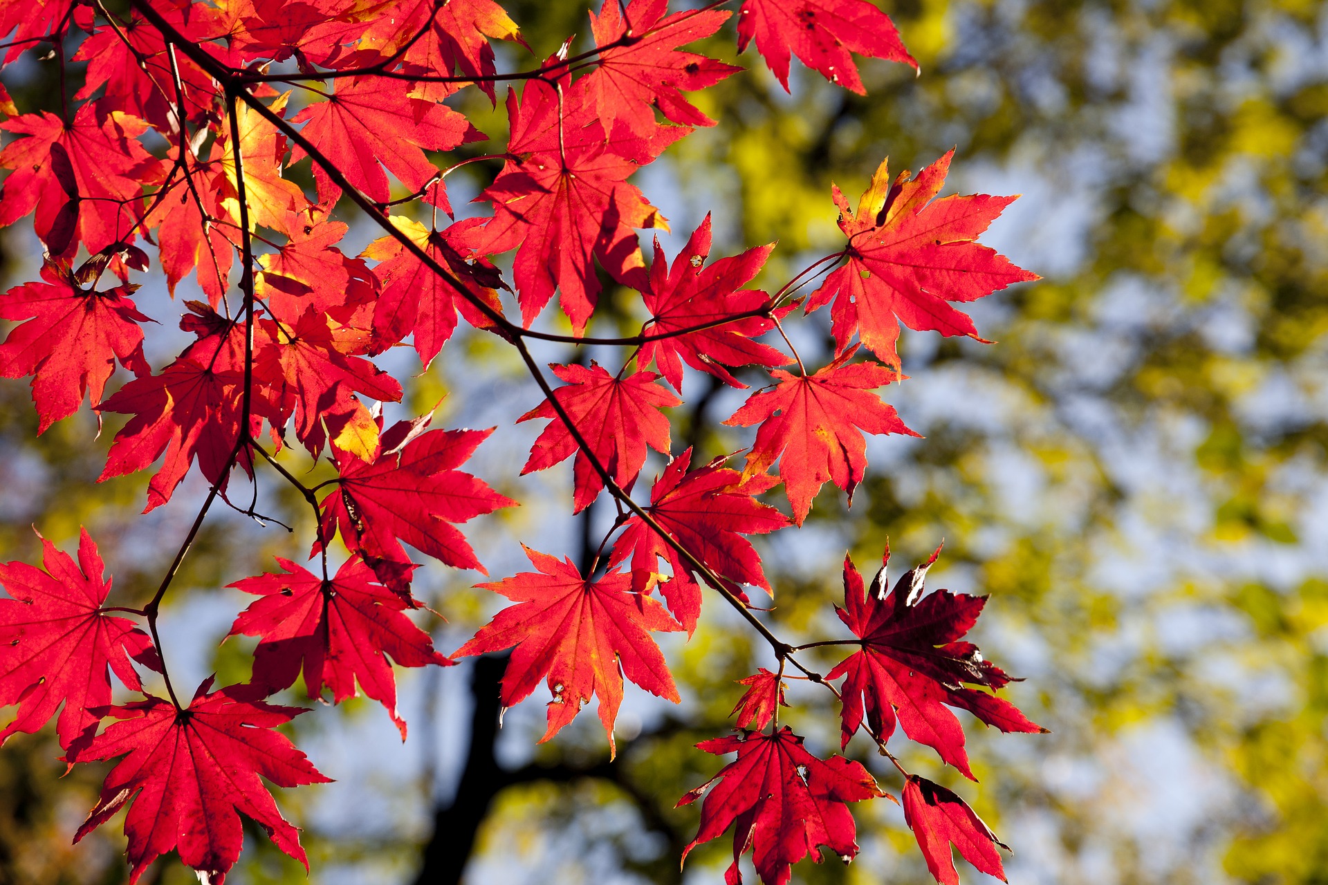 Herbst. Credit: HeungSoon, Pixabay