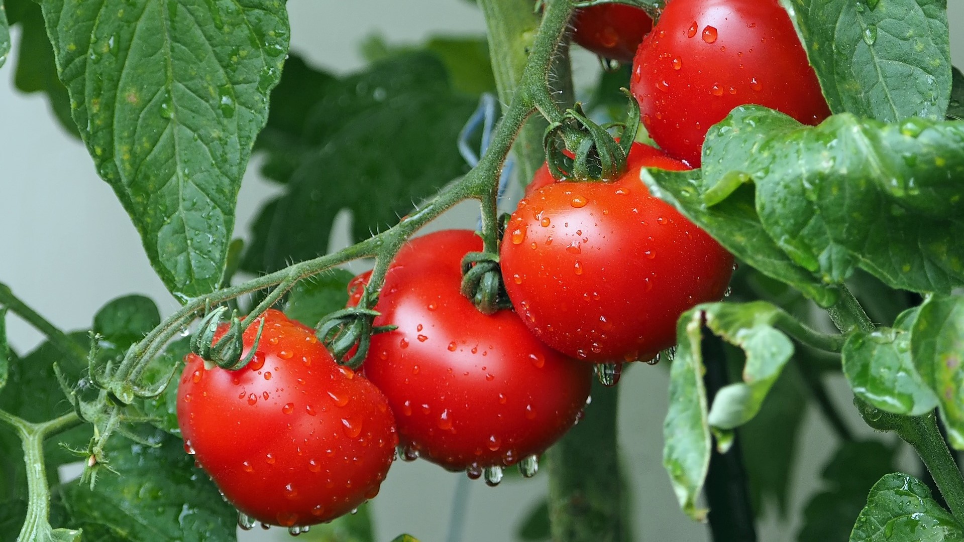 Warum Tomaten Obst und Keller Hochbau sind
