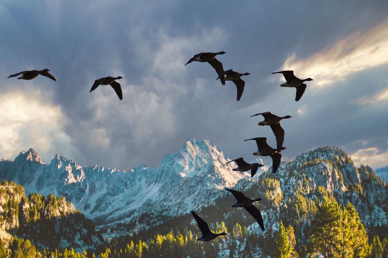 Vögel migrieren in den Süden (Credit: Melanie/pixabay)